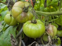 Tomatenkrankheiten