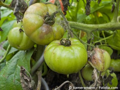 Tomatenkrankheiten Tomatenkrankheiten